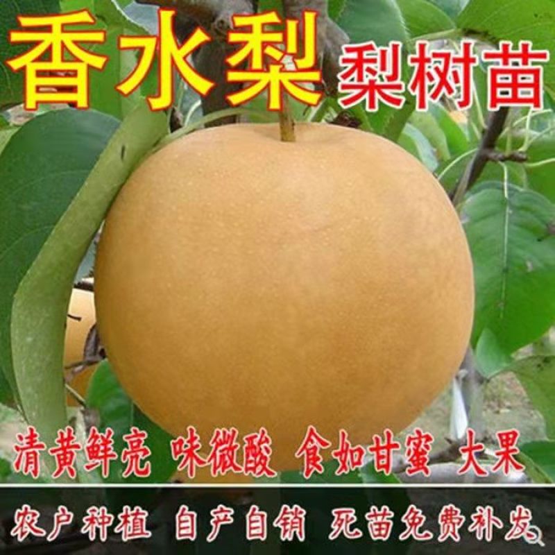 梨树苗秋月梨香水梨早酥红梨苗皇冠梨包成活