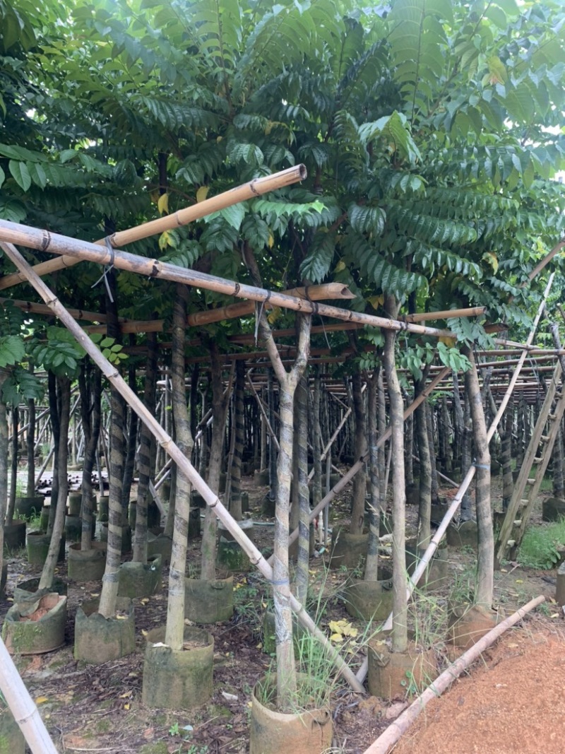 麻楝5-15公分有售，价美物廉，欢迎大家前来咨询