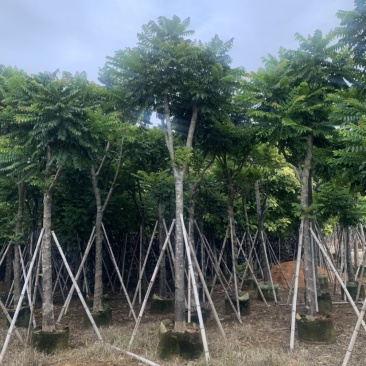 麻楝5-15公分有售，价美物廉，欢迎大家前来咨询