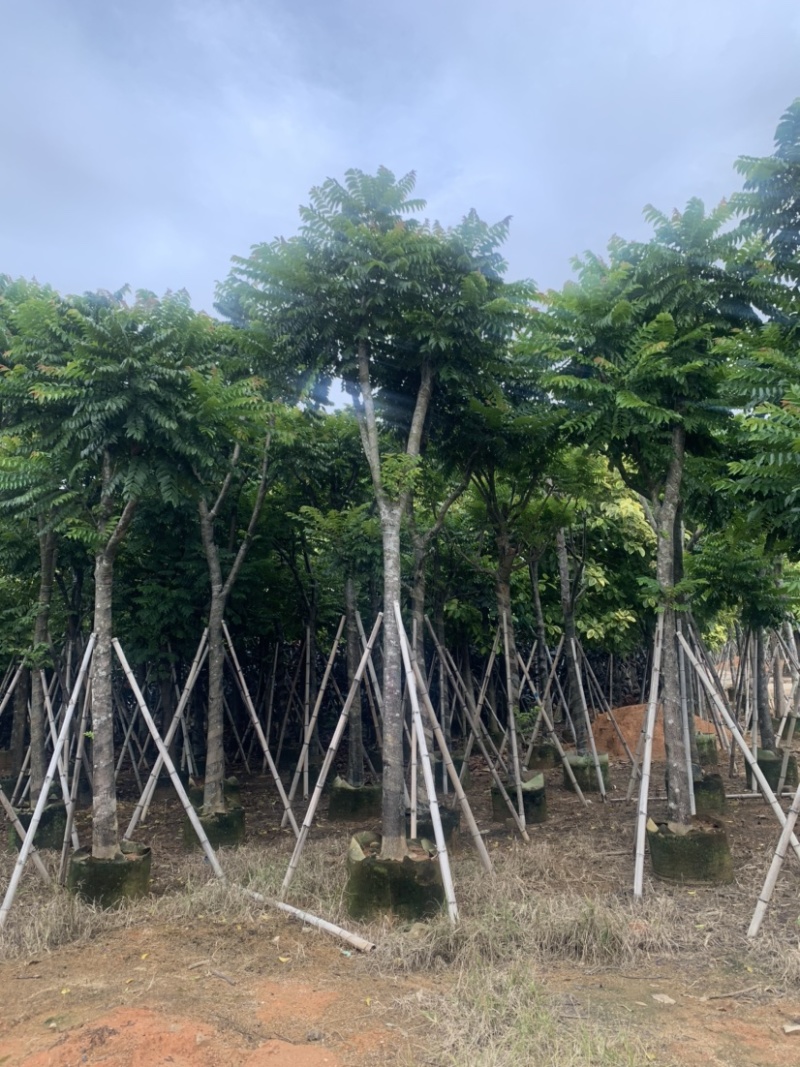 麻楝5-15公分有售，价美物廉，欢迎大家前来咨询