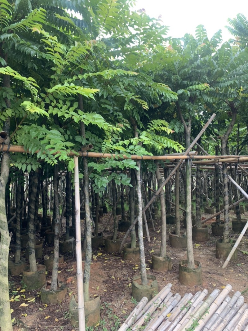 麻楝5-15公分有售，价美物廉，欢迎大家前来咨询