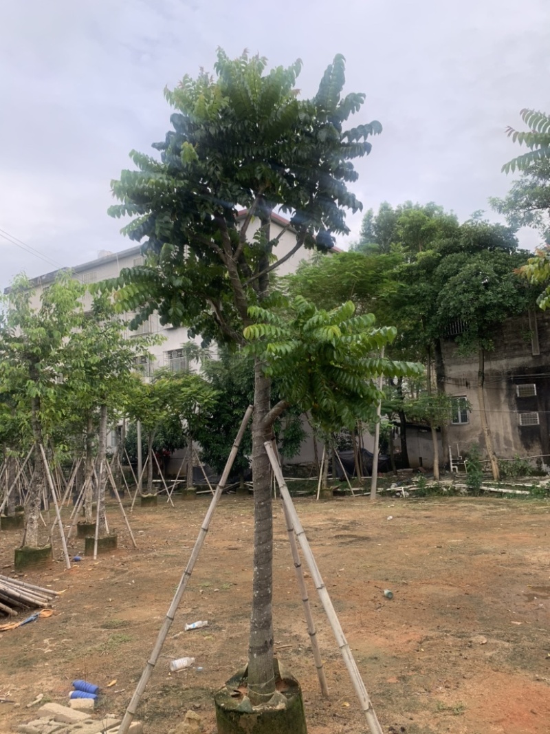 麻楝5-15公分有售，价美物廉，欢迎大家前来咨询