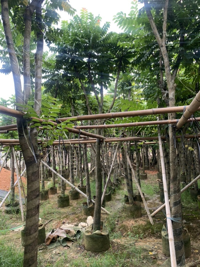 麻楝5-15公分有售，价美物廉，欢迎大家前来咨询