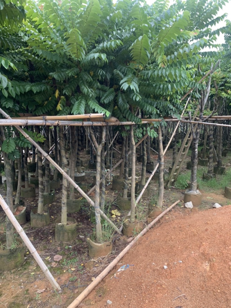麻楝5-15公分有售，价美物廉，欢迎大家前来咨询