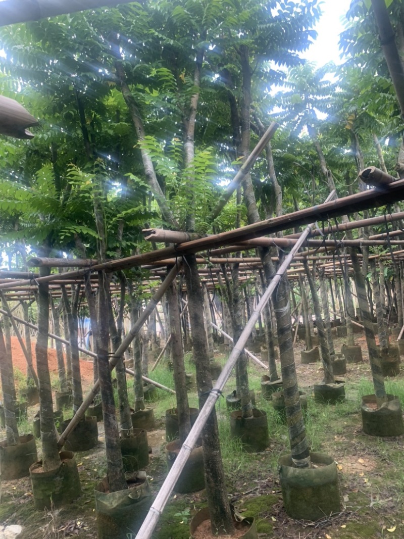 麻楝5-15公分有售，价美物廉，欢迎大家前来咨询
