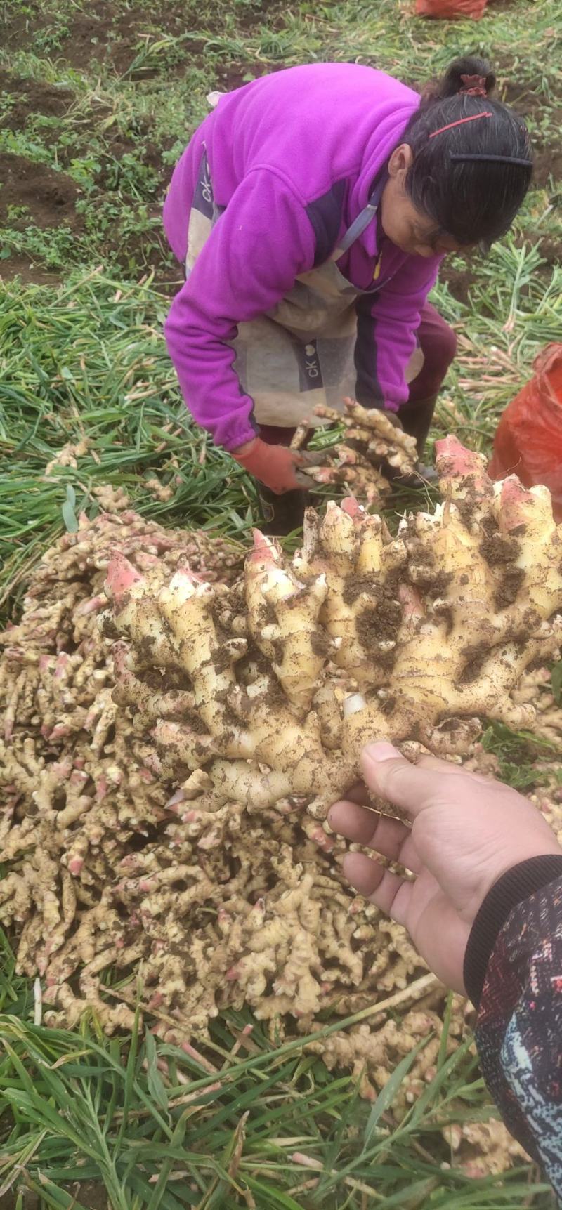 贵州生姜大量供应、质量保证、支持各种包装、欢迎采购