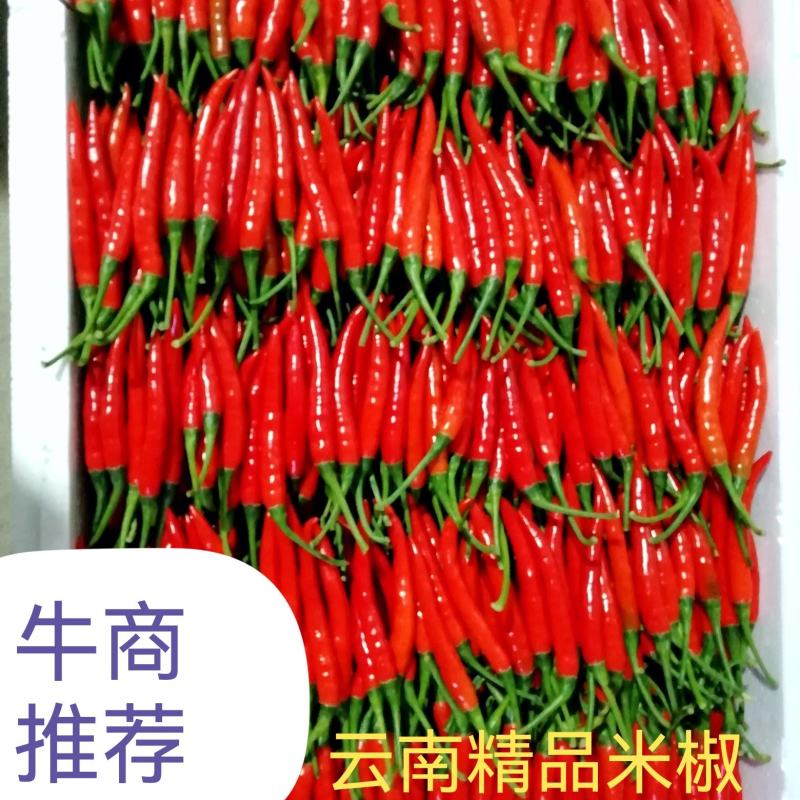 滇西新苗精品小米椒大量上市，早入围早发财。