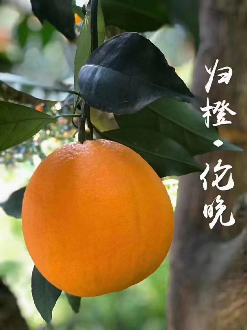 脐橙产地直销看货采摘保质保量欢迎订购
