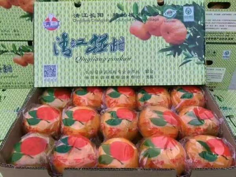 碰柑产地直销看货采摘保质保量欢迎订购