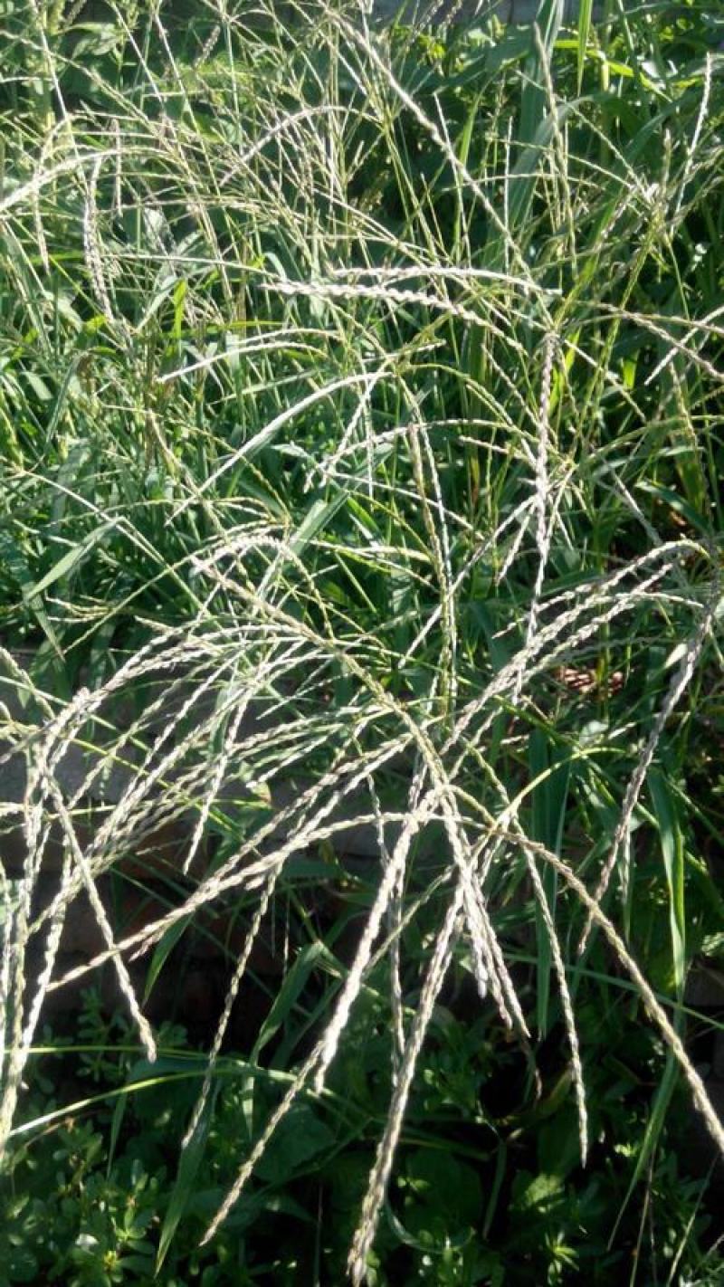 长镰草种子响铃草墓地草坪种子坟地草籽四季青草籽坟头草种