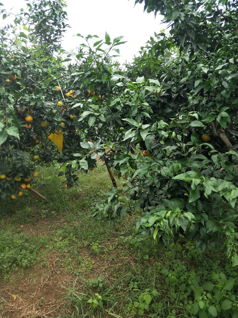 荣县留佳椪柑基地水果爱媛正式出售