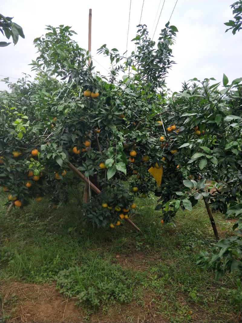 荣县留佳椪柑基地水果爱媛正式出售