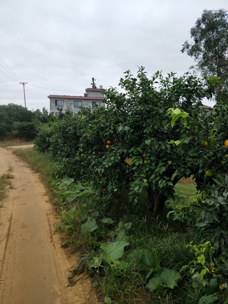 荣县留佳椪柑基地水果爱媛正式出售