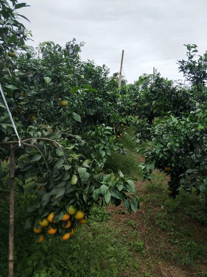 荣县留佳椪柑基地水果爱媛正式出售