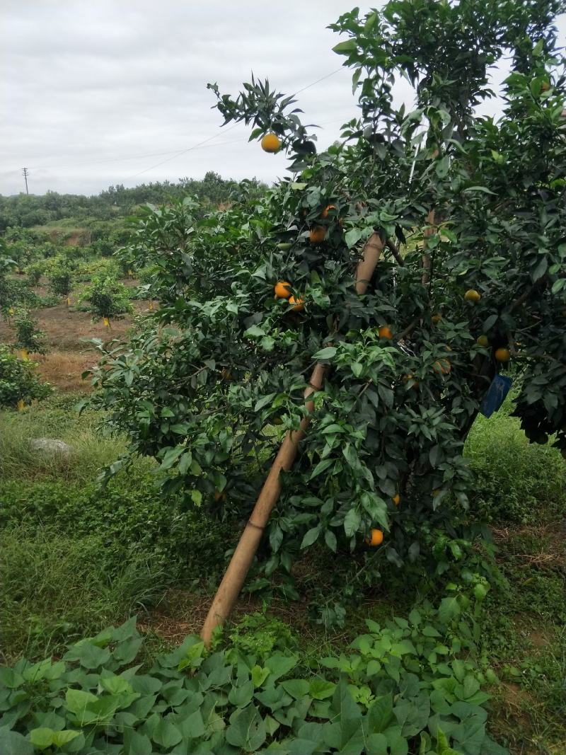 荣县留佳椪柑基地水果爱媛正式出售