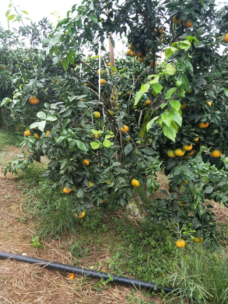 荣县留佳椪柑基地水果爱媛正式出售