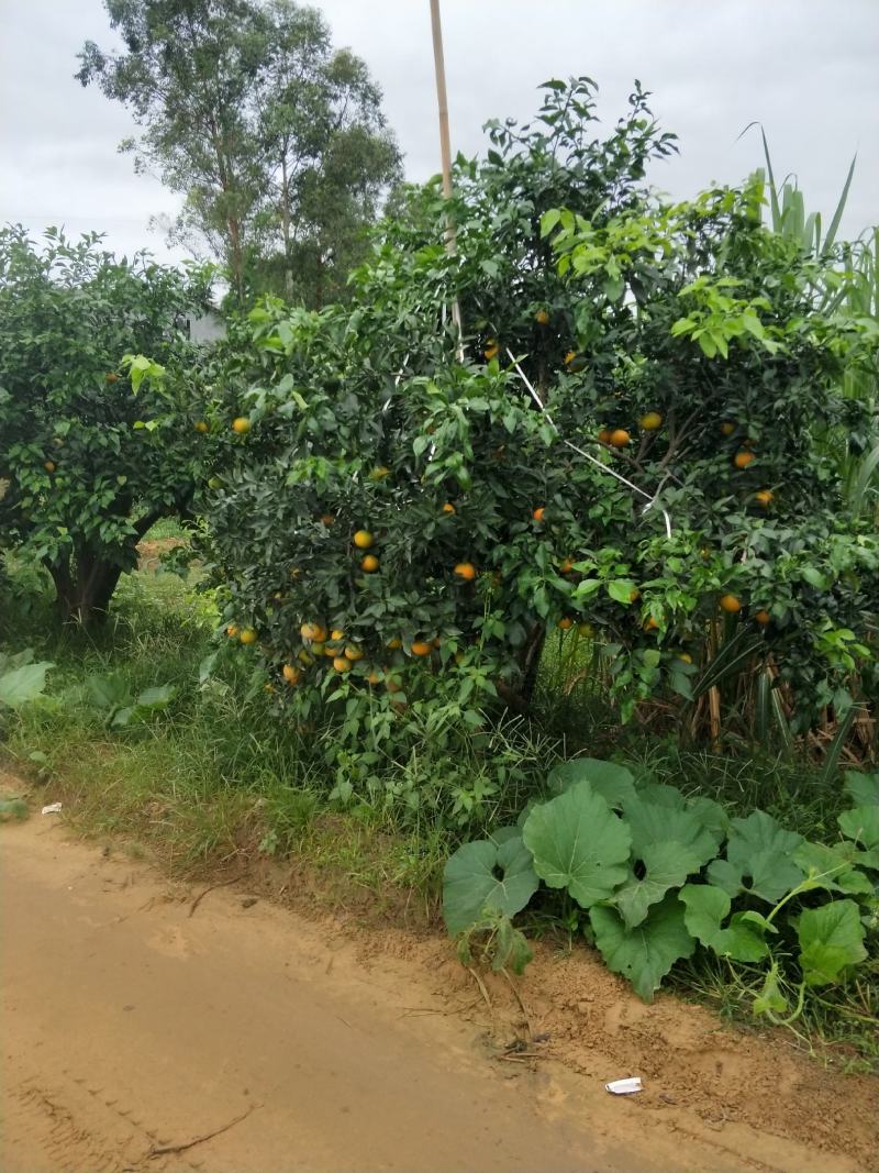 荣县留佳椪柑基地水果爱媛正式出售