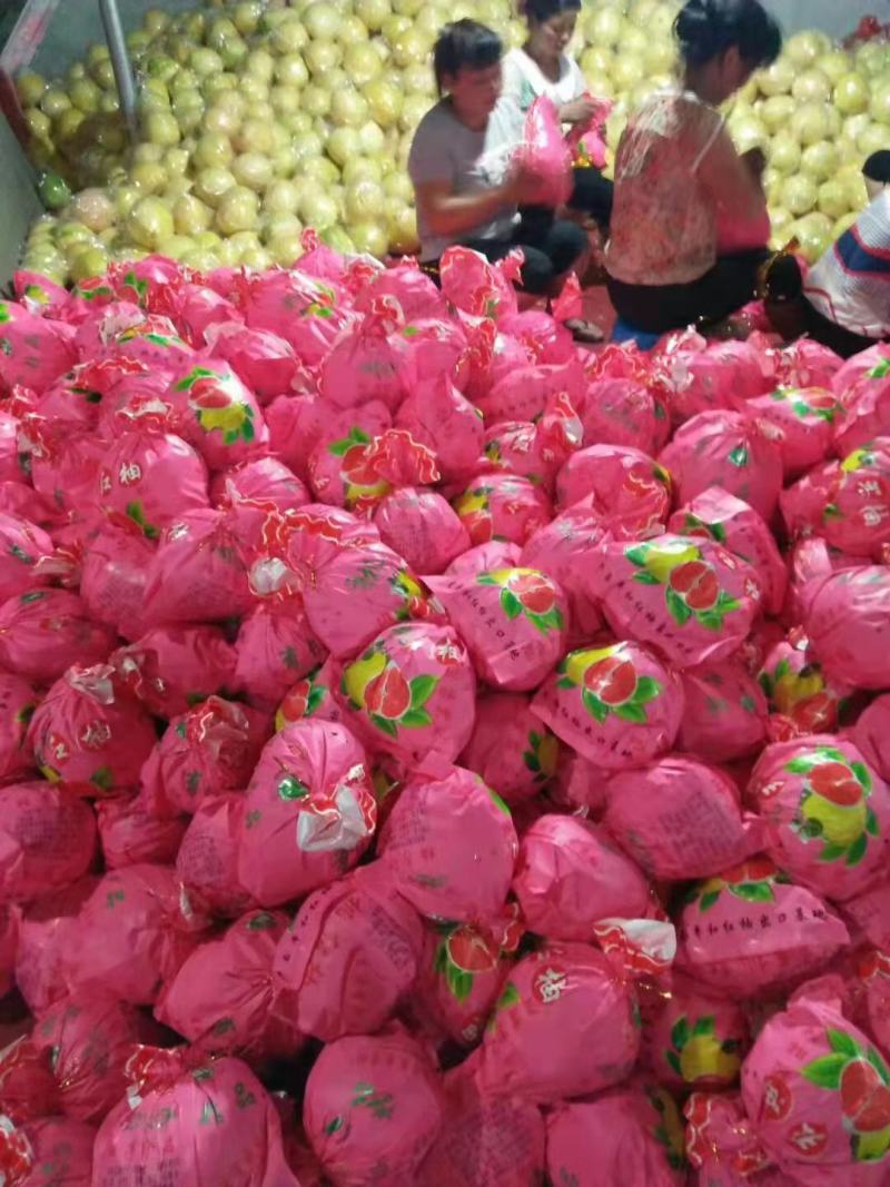 瞪蜜柚产地直销看货采摘保质保量欢迎订购