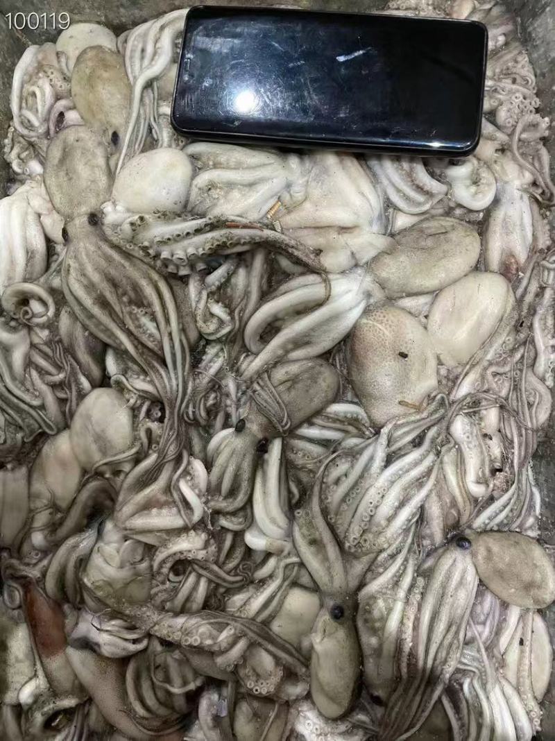 八爪鱼