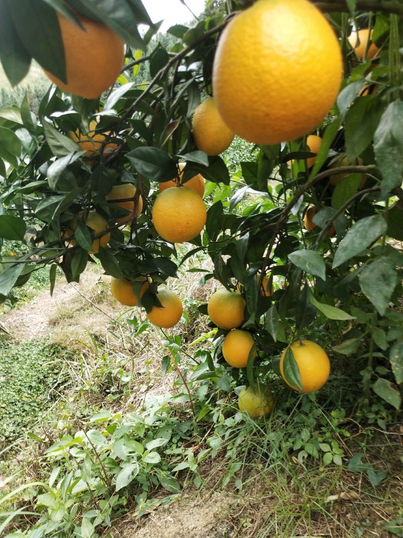 赣南脐橙农家生态种植，一件代发