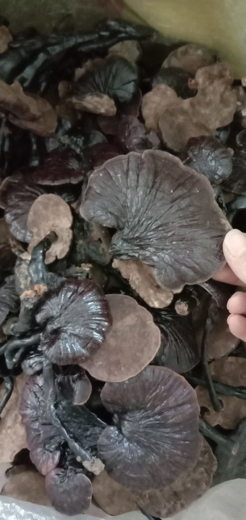 竹灵芝，中药材竹灵芝