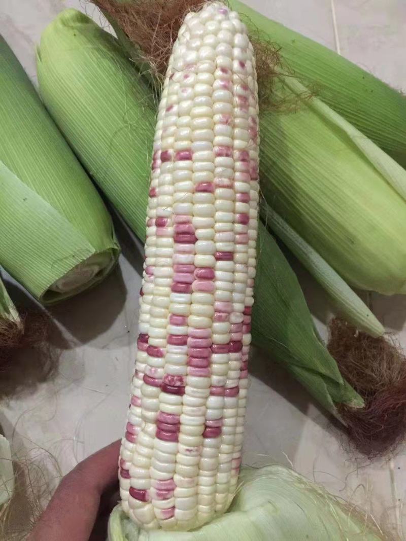 彩云之南甜糯玉米种子，非转基因品种高产，大棒型