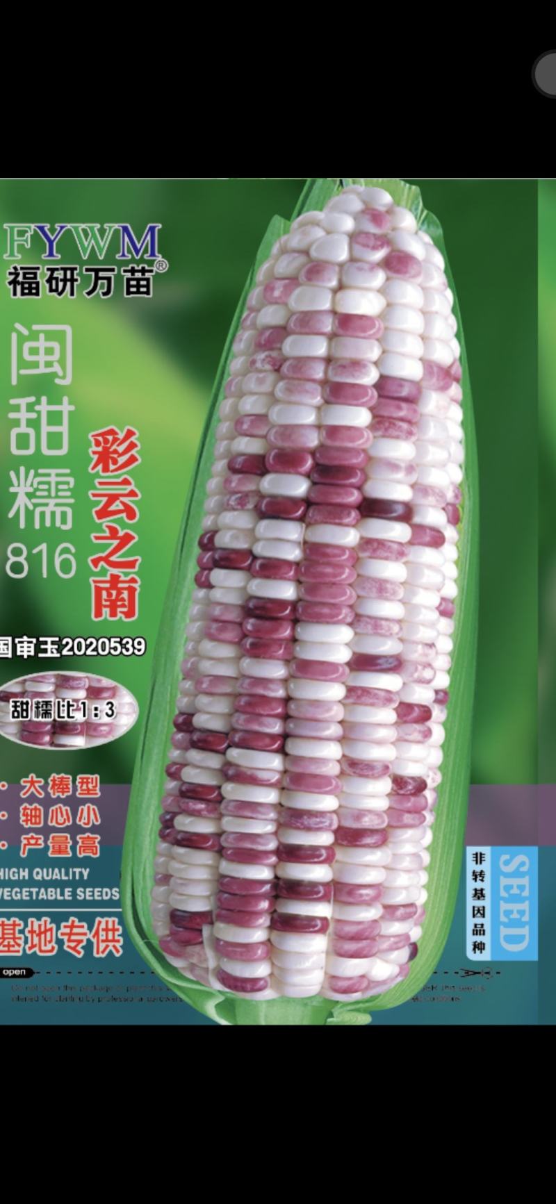 彩云之南甜糯玉米种子，非转基因品种高产，大棒型