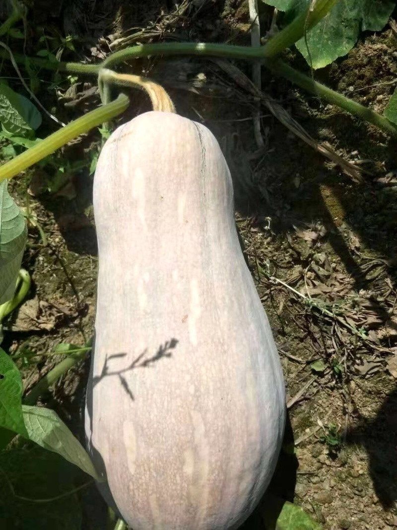南瓜
