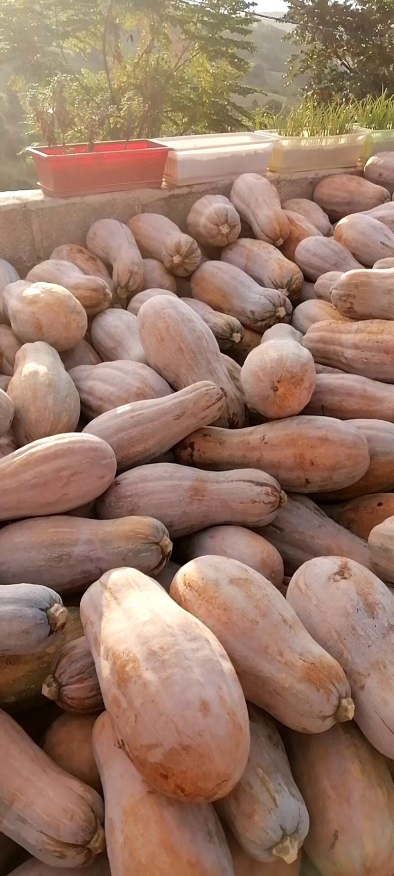 南瓜