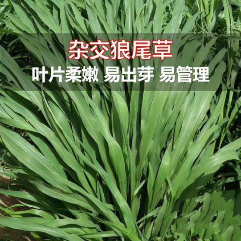 进口杂交狼尾草种子耐旱抗倒伏无病害产量高生长快优质牧草