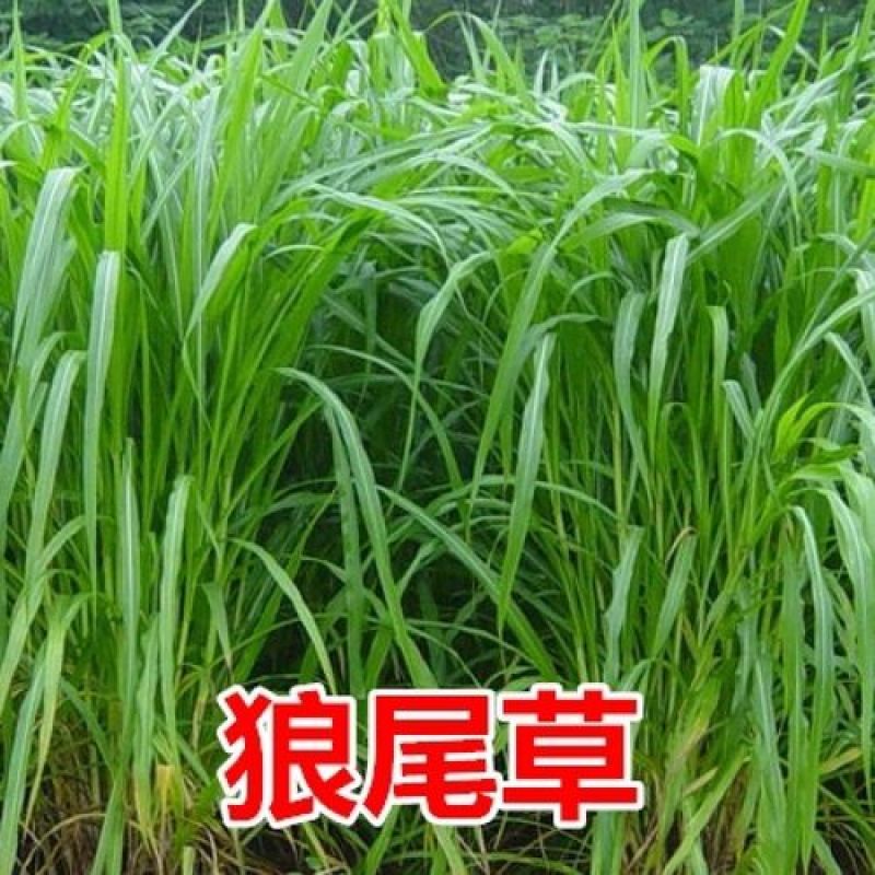 进口杂交狼尾草种子耐旱抗倒伏无病害产量高生长快优质牧草