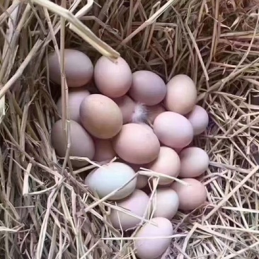 土鸡蛋生态养殖