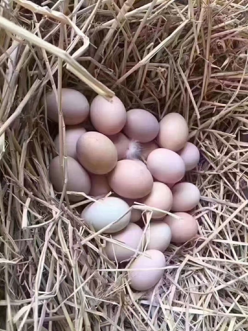 土鸡蛋生态养殖