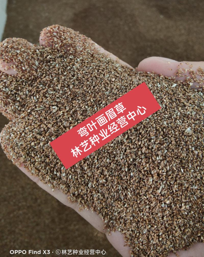 优质草坪种子弯叶画眉草种子护坡草坪种子耐寒耐旱草坪种子