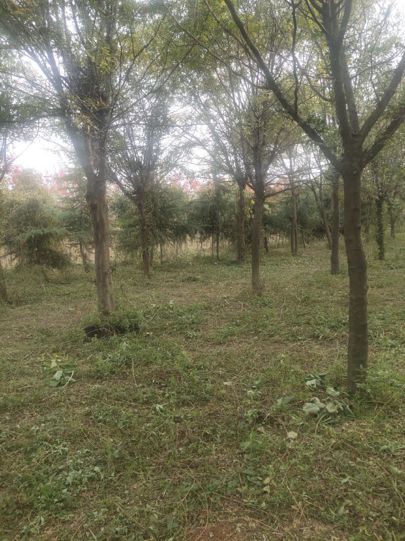 12一15公分的皂角树