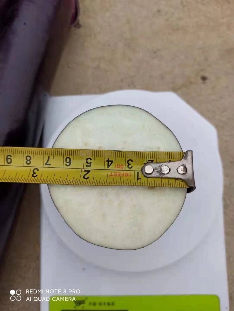 华紫10号烧烤茄子种子菜种子耐热耐寒春秋栽培紫红