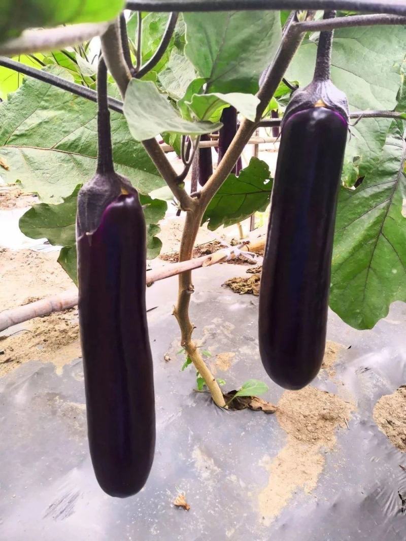 华紫10号烧烤茄子种子菜种子耐热耐寒春秋栽培紫红