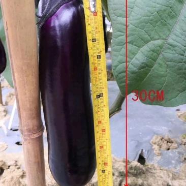 华紫10号烧烤茄子种子菜种子耐热耐寒春秋栽培紫红