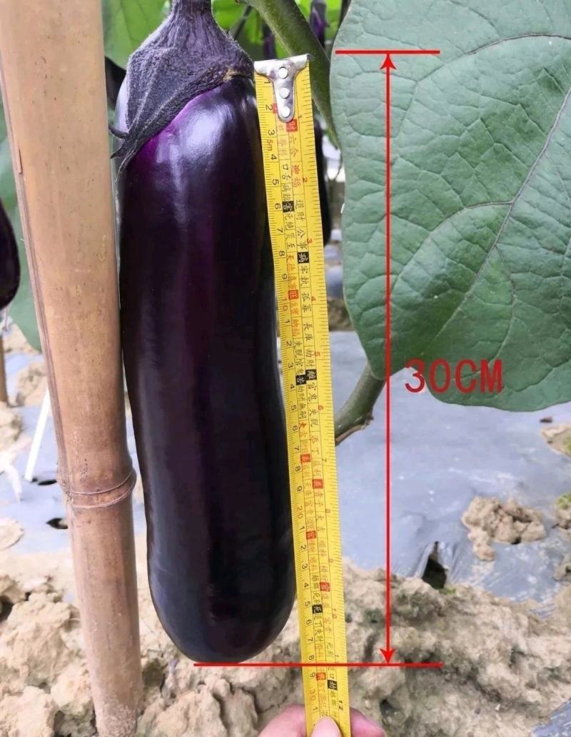 华紫10号烧烤茄子种子菜种子耐热耐寒春秋栽培紫红