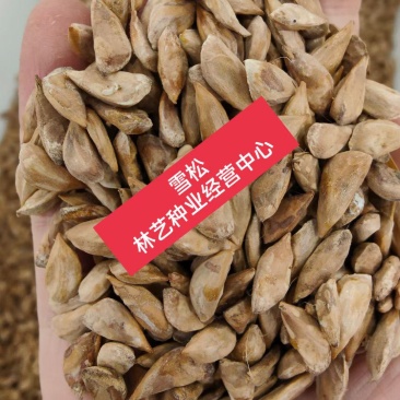 新采一级雪松种子正宗印度雪松树雪松籽宝塔松四季可播