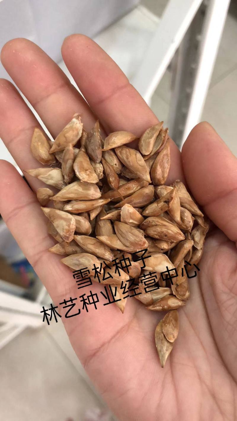 新采一级雪松种子正宗印度雪松树雪松籽宝塔松四季可播