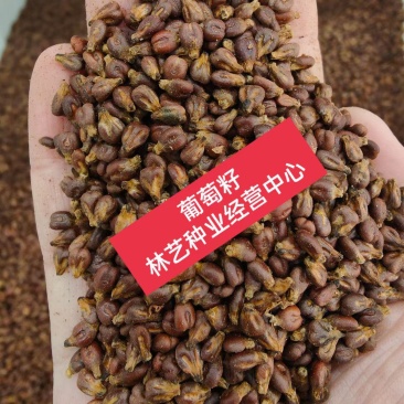葡萄种子葡萄树种子红提子美人指巨峰夏黑葡萄籽