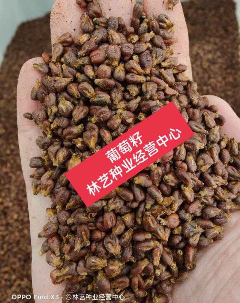 葡萄种子葡萄树种子红提子美人指巨峰夏黑葡萄籽