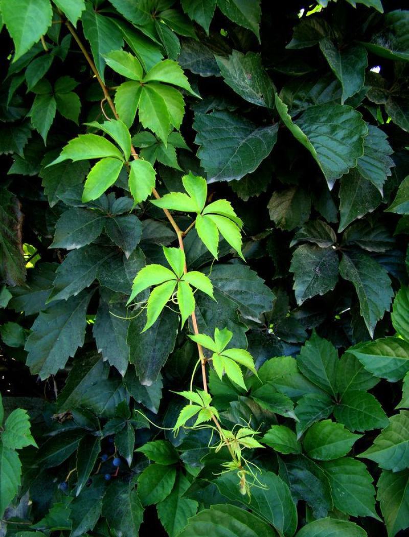 爬山虎种子绿化攀爬墙虎种子爬藤植物四季常绿植物遮荫护山体