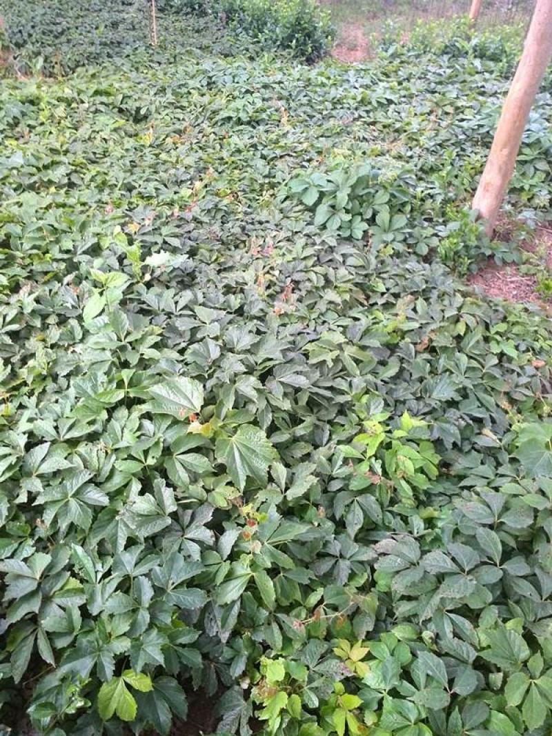 爬山虎种子绿化攀爬墙虎种子爬藤植物四季常绿植物遮荫护山体