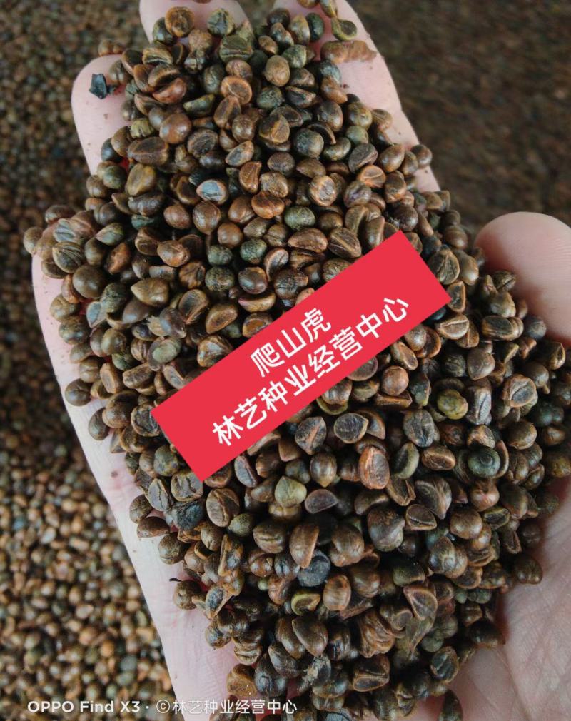 爬山虎种子绿化攀爬墙虎种子爬藤植物四季常绿植物遮荫护山体