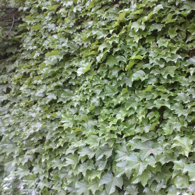 爬山虎种子绿化攀爬墙虎种子爬藤植物四季常绿植物遮荫护山体