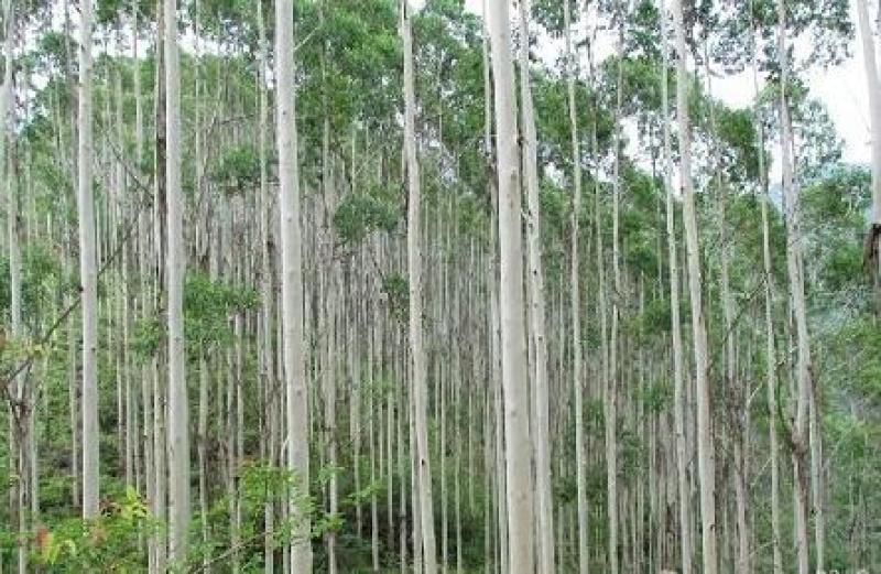 桉树种子尾叶巨桉蓝桉杏仁桉种子林木种子绿化苗木种子园林绿