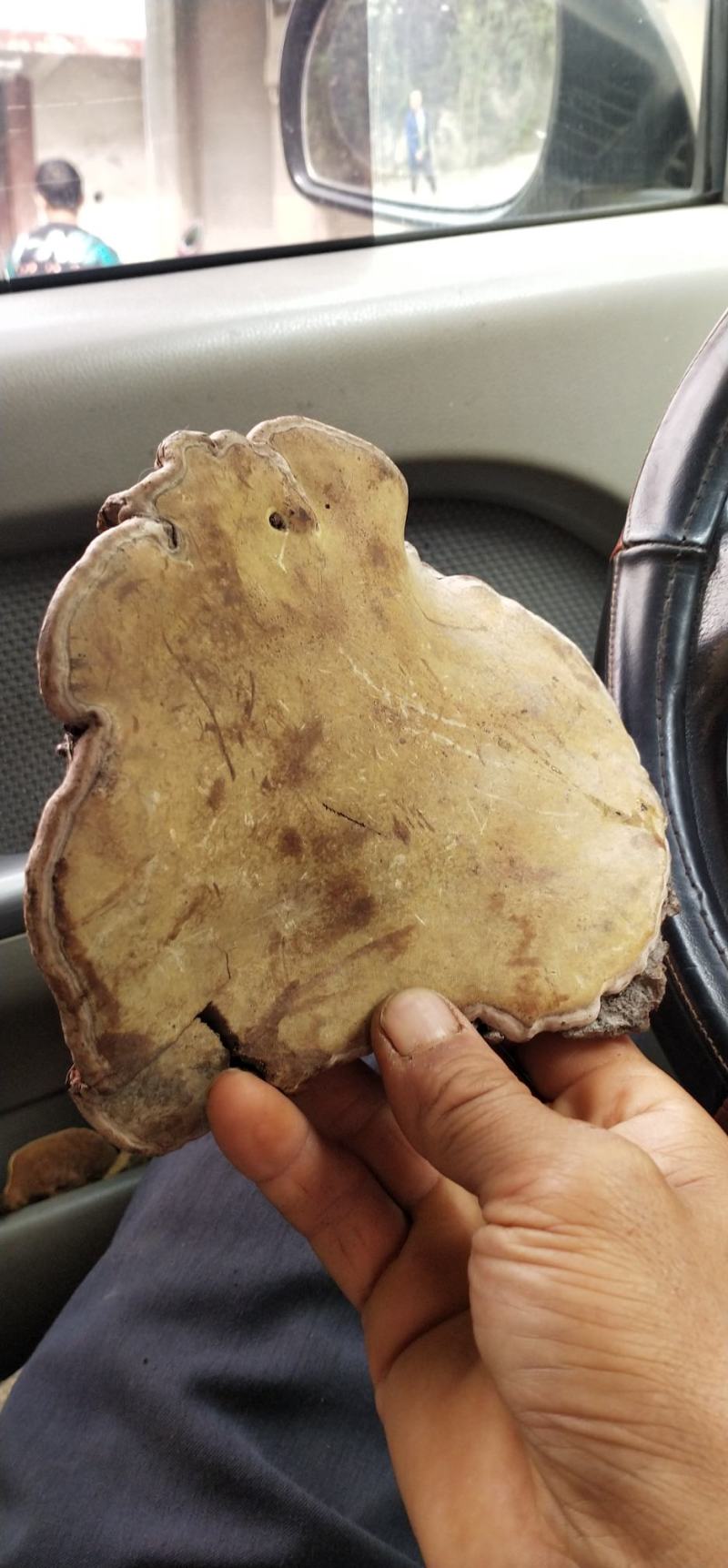 平盖灵芝，无涂色无杂质无含硫支持线上交易七天无理由退货。