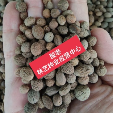 酸枣种子净籽南酸枣仁种子酸枣核种子枣子种子